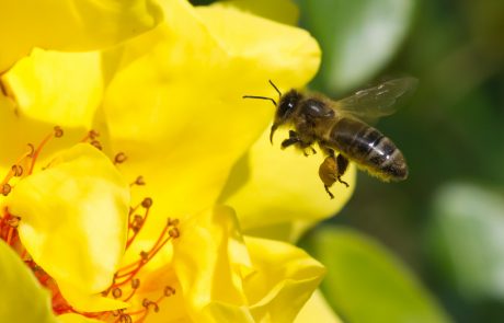 Avec sa « Bee School », Guerlain s’engage pour la protection des abeilles