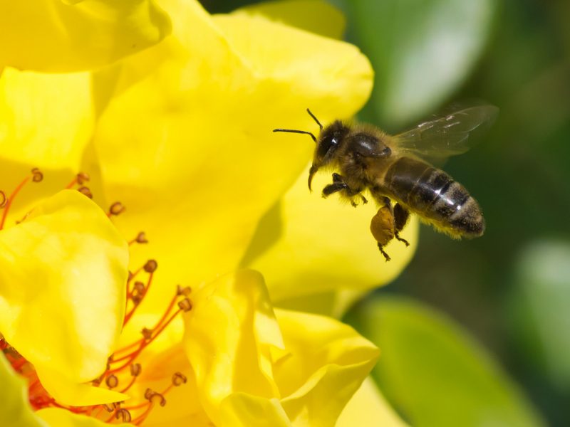Avec sa « Bee School », Guerlain s’engage pour la protection des abeilles