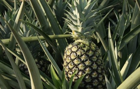 Ananas Anam va prochainement commercialiser un fil d’ananas