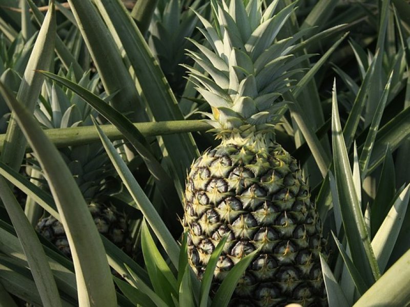 Ananas Anam va prochainement commercialiser un fil d’ananas