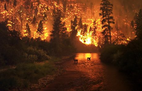 Les marques australiennes se mobilisent contre les incendies