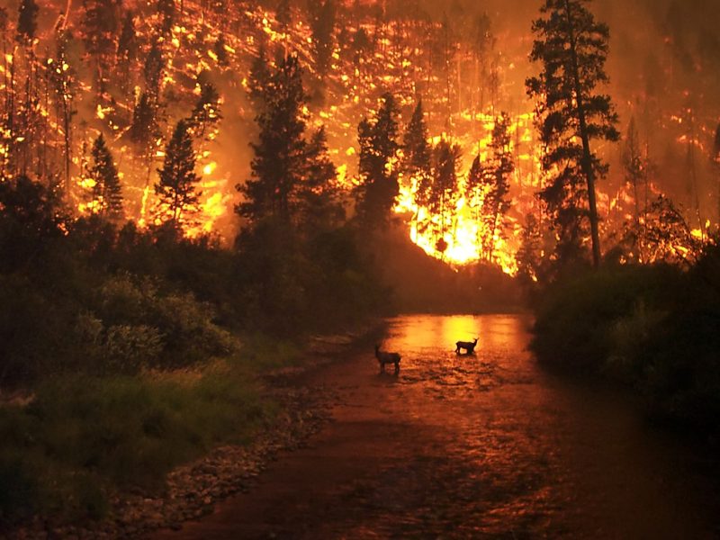 Les marques australiennes se mobilisent contre les incendies