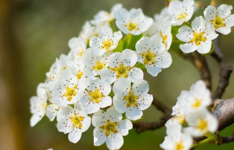 Chanel veut planter 600 arbres pour soutenir le marché de la fleur d’oranger