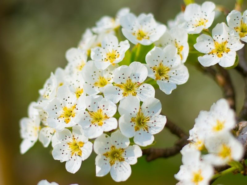 Chanel veut planter 600 arbres pour soutenir le marché de la fleur d’oranger