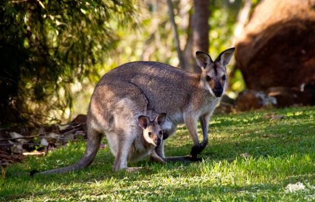 Versace arrête le cuir de kangourou