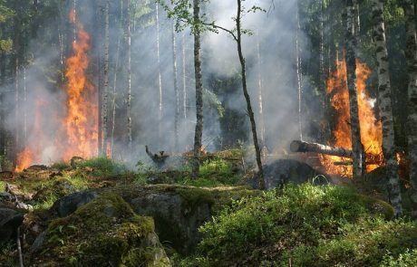 LVMH offre 10 millions d’euros pour lutter contre les feux en Amazonie