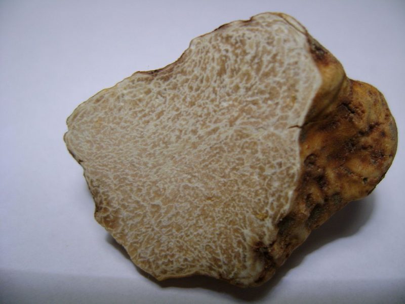 Une truffe blanche vendue 85 000 euros