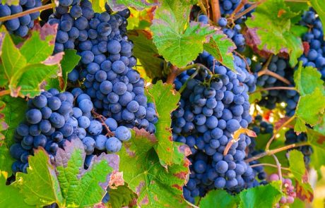 La production de vin anglais bat des records en 2018