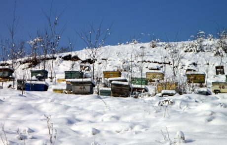 Guerlain et l’UNESCO s’associent pour les abeilles