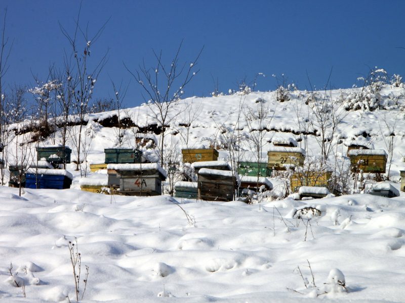 Guerlain et l’UNESCO s’associent pour les abeilles