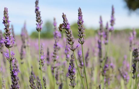 Guerlain : des « baisers » pour sauver les abeilles !