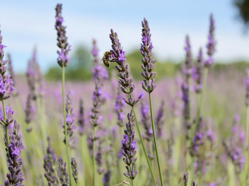 Guerlain : des « baisers » pour sauver les abeilles !