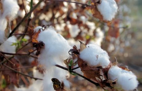 Le coton durable gagne du terrain sur le marché mondial