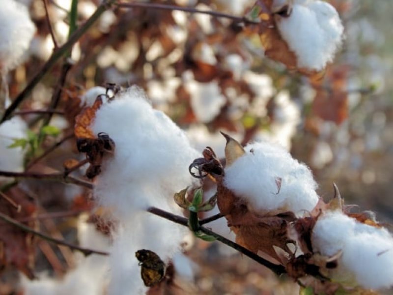 Le coton durable gagne du terrain sur le marché mondial
