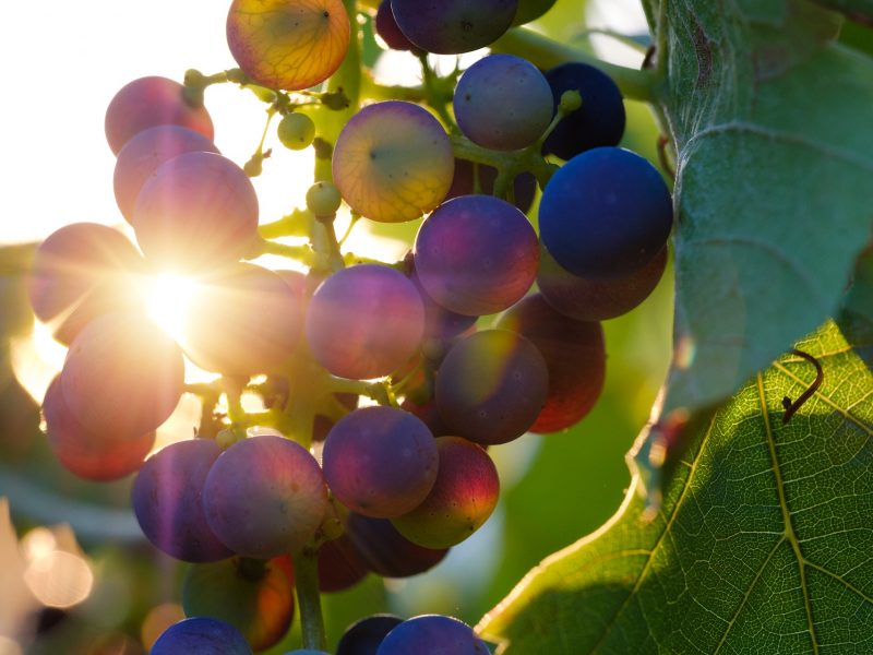 Le nouveau vin de Diesel Farm se veut « non genré »