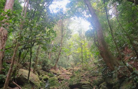LVMH et l’UNESCO dévoilent un projet de lutte contre la déforestation