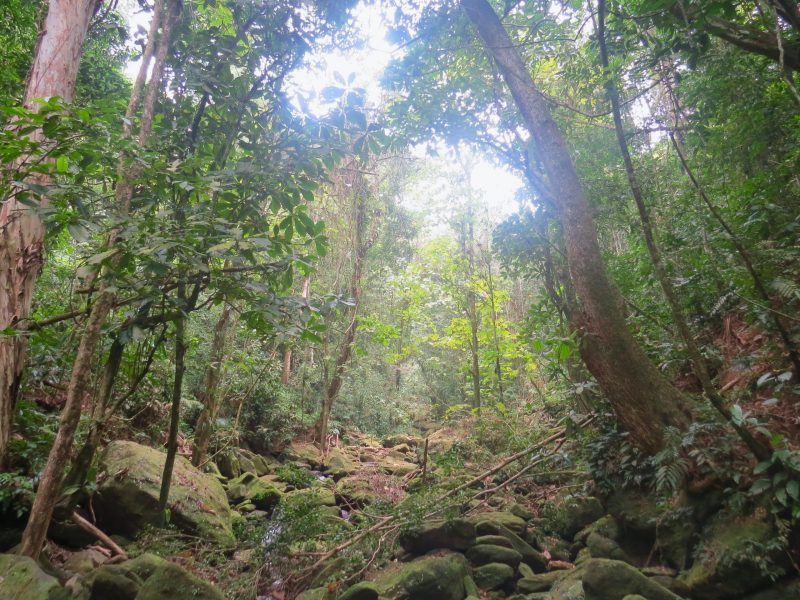 LVMH et l’UNESCO dévoilent un projet de lutte contre la déforestation